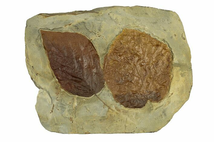 Plate with Two Fossil Leaves (Two Species) - Montana #269303